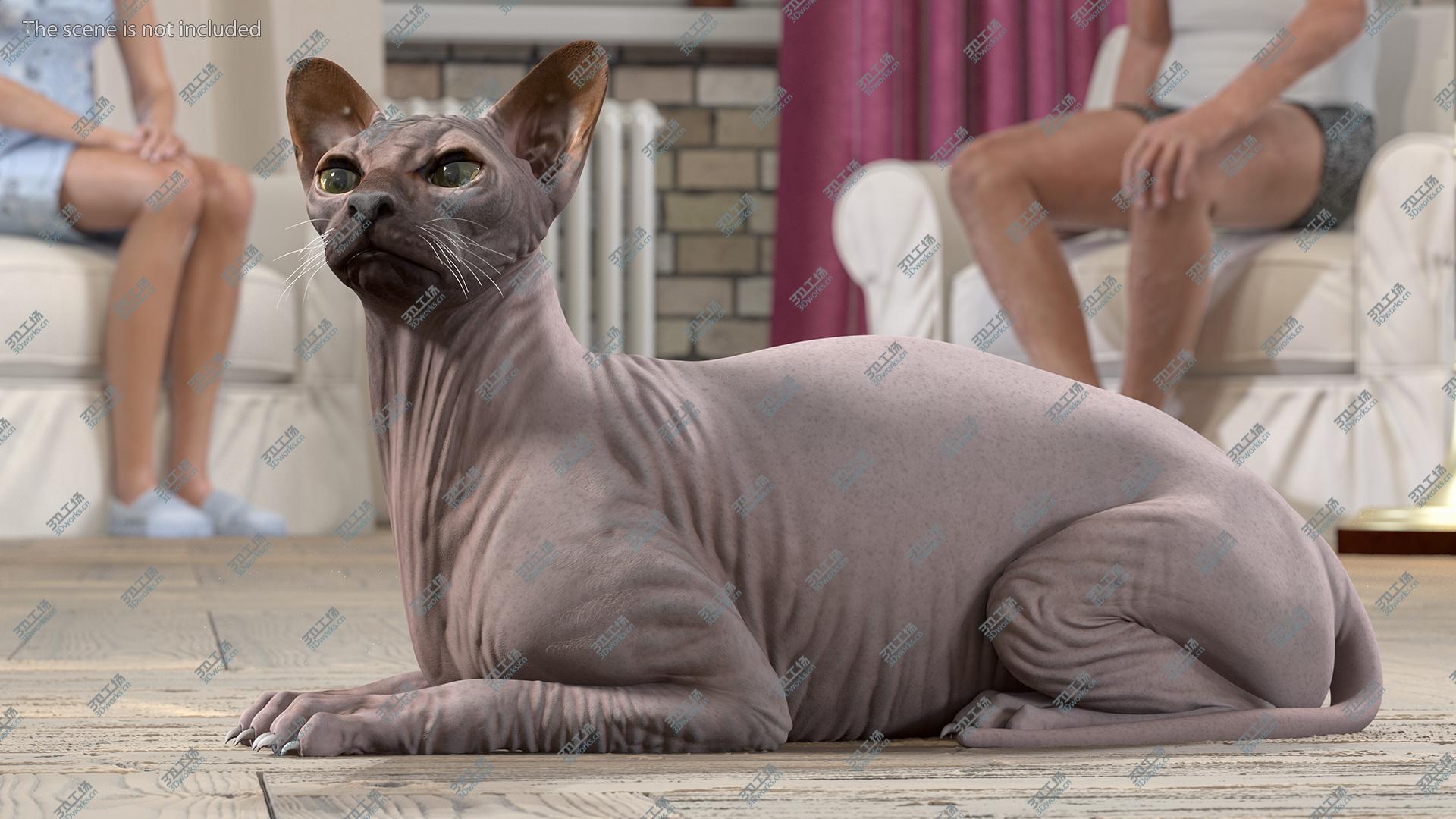 images/goods_img/202104093/3D Dark Cream Sphynx Cat Lying Pose/4.jpg